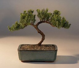 Juniper Bonsai Tree - Trained<br><i>(juniper procumbens nana)</i>