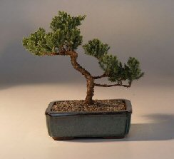 Juniper Bonsai Tree - Trained<br><i>(juniper procumbens nana)</i>