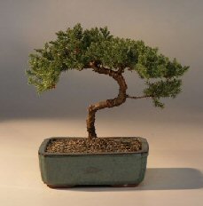 Juniper Bonsai Tree - Trained<br><i>(juniper procumbens nana)</i>