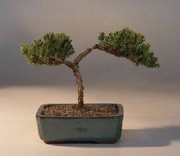 Juniper Bonsai Tree - Trained<br><i>(juniper procumbens nana)</i>