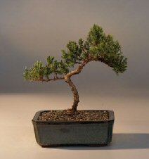 Juniper Bonsai Tree - Trained<br><i>(juniper procumbens nana)</i>