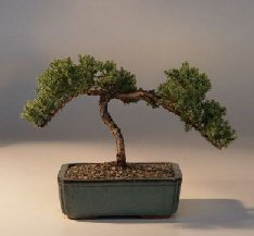 Juniper Bonsai Tree - Trained<br><i>(juniper procumbens nana)</i>