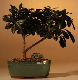 Japanese Mock Orange Bonsai Tree<br><i>(pittosporum tobria)</i>