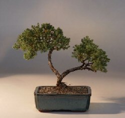 Juniper Bonsai Tree - Trained<br><i>(juniper procumbens nana)</i>