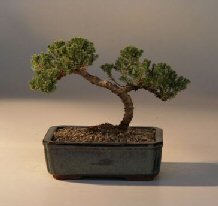 Juniper Bonsai Tree - Trained<br><i>(juniper procumbens nana)</i>