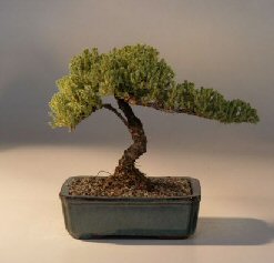 Juniper Bonsai Tree - Trained<br><i>(juniper procumbens nana)</i>