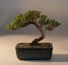 Juniper Bonsai Tree - Trained<br><i>(juniper procumbens nana)</i>