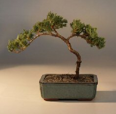 Juniper Bonsai Tree - Trained<br><i>(juniper procumbens nana)</i>