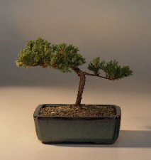 Juniper Bonsai Tree - Trained<br><i>(juniper procumbens nana)</i>