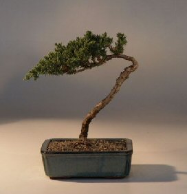 Juniper Bonsai Tree - Trained<br><i>(juniper procumbens nana)</i>