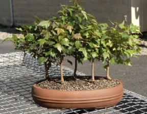 Trident Maple Bonsai Tree<br>Five Tree Forest Group<br><i>(acer buergerianum)</i>