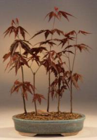 Japanese Red Maple Bonsai Tree<br><i>(acer palmatum 'atropurpurea')</i>