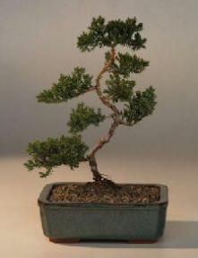 Juniper Karate Kid Bonsai Tree<br><i>(juniper procumbens nana)</i>