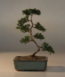 Juniper Karate Kid Bonsai Tree<br><i>(juniper procumbens nana)</i>