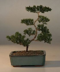 Juniper Karate Kid Bonsai Tree<br><i>(juniper procumbens nana)</i>