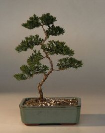 Juniper Karate Kid Bonsai Tree<br><i>(juniper procumbens nana)</i>