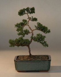 Juniper Karate Kid Bonsai Tree<br><i>(juniper procumbens nana)</i>