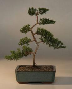 Juniper Karate Kid Bonsai Tree<br><i>(juniper procumbens nana)</i>