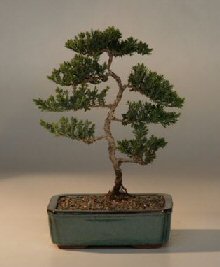 Juniper Karate Kid Bonsai Tree<br><i>(juniper procumbens nana)</i>