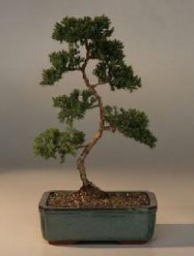 Juniper Karate Kid Bonsai Tree<br><i>(juniper procumbens nana)</i>