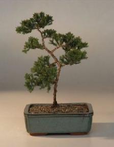 Juniper Karate Kid Bonsai Tree<br><i>(juniper procumbens nana)</i>