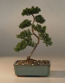 Juniper Karate Kid Bonsai Tree<br><i>(juniper procumbens nana)</i>