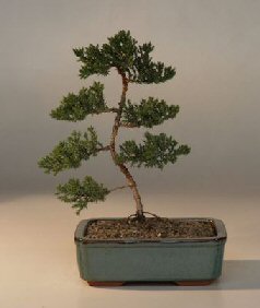 Juniper Karate Kid Bonsai Tree<br><i>(juniper procumbens nana)</i>