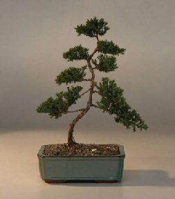 Juniper Karate Kid Bonsai Tree<br><i>(juniper procumbens nana)</i>