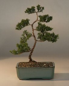 Juniper Karate Kid Bonsai Tree<br><i>(juniper procumbens nana)</i>