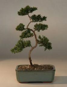 Juniper Karate Kid Bonsai Tree<br><i>(juniper procumbens nana)</i>