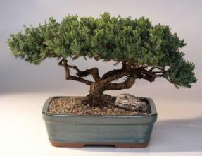 Juniper Bonsai Tree<br><i>(juniper procumbens nana)</i>