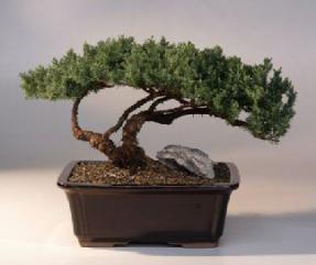 Juniper Bonsai Tree<br><i>(juniper procumbens nana)</i>