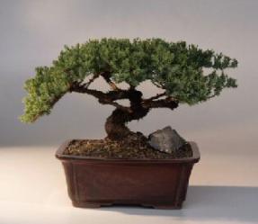 Juniper Bonsai Tree<br><i>(juniper procumbens nana)</i>