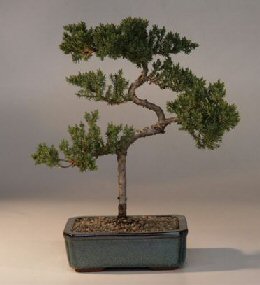 Juniper Bonsai Tree<br><i>(juniper procumbens nana)</i>