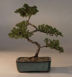 Juniper Bonsai Tree<br><i>(juniper procumbens nana)</i>