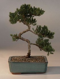 Juniper Bonsai Tree<br><i>(juniper procumbens nana)</i>