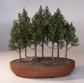 Eastern White Cedar Bonsai Tree<br>Seven Tree Forest Group<br><i>(chamecyparis thoides andelensis 