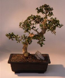 Fukien Tea Bonsai Tree <br><i>(ehretia microphylla)</i>