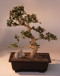 Fukien Tea Bonsai Tree <br><i>(ehretia microphylla)</i>