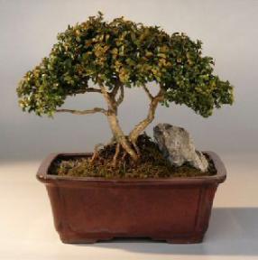 Japanese Kingsville Boxwood Bonsai Tree<br>Twin Trunk with Raised Roots<br><i>(buxus microphylla 'compacta')</i>