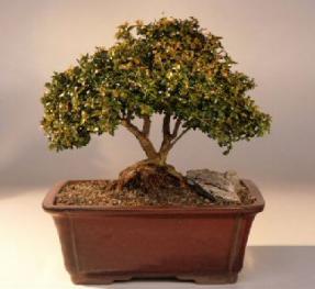 Japanese Kingsville Boxwood  Bonsai Tree<br>Twin Trunk with Raised Roots<br><i>(buxus microphylla 'compacta')</i>