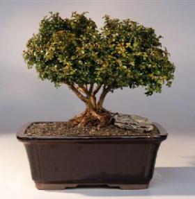 Japanese Kingsville Boxwood  Bonsai Tree<br>Triple Trunk with Raised Roots<br><i>(buxus microphylla 'compacta')</i>