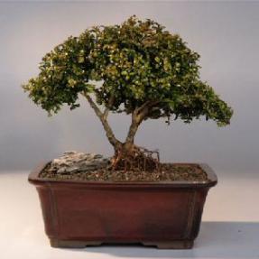 Japanese Kingsville Boxwood  Bonsai Tree<br>Twin Trunk with Raised Roots<br><i>(buxus microphylla 'compacta')</i>