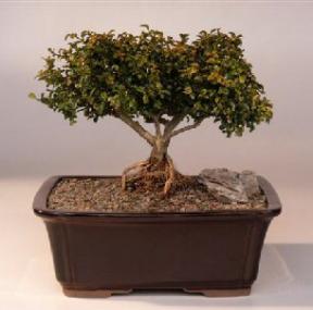 Japanese Kingsville Boxwood  Bonsai Tree with Raised Roots<br><i>(buxus microphylla 'compacta')</i>