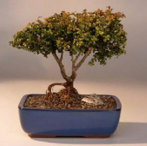 Japanese Kingsville Boxwood  Bonsai Tree<br>Twin Trunk with Raised Roots<br><i>(buxus microphylla 'compacta')</i>