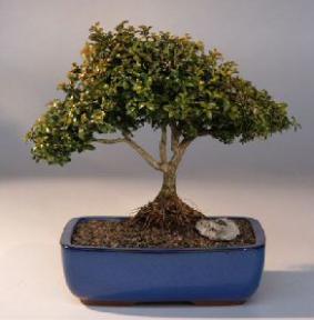 Japanese Kingsville Boxwood  Bonsai Tree with Raised Roots<br><i>(buxus microphylla 'compacta')</i>