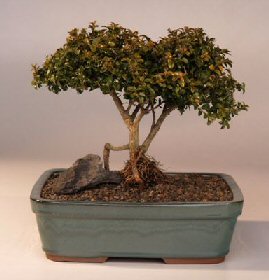 Japanese Kingsville Boxwood  Bonsai Tree <br>Twin Trunk with Raised Roots<br><i>(buxus microphylla 'compacta')</i>