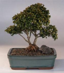 Japanese Kingsville Boxwood  Bonsai Tree <br>Twin Trunk with Raised Roots<br><i>(buxus microphylla 'compacta')</i>