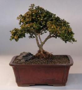 Japanese Kingsville Boxwood  Bonsai Tree with Raised Roots<br><i>(buxus microphylla 'compacta')</i>