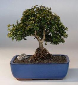 Japanese Kingsville Boxwood  Bonsai Tree with Raised Roots<br><i>(buxus microphylla 'compacta')</i>